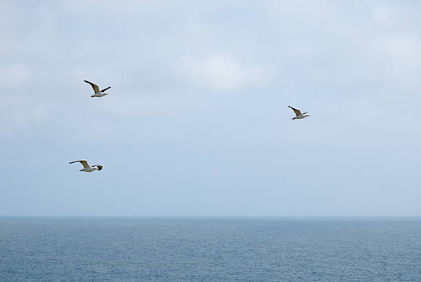 istock flock of seagull 118979222