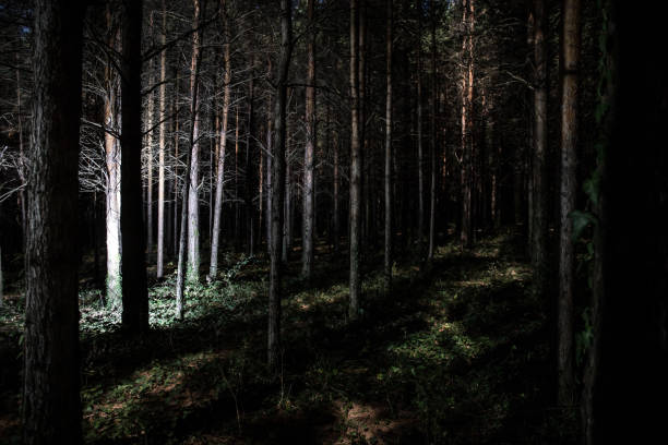istock Magical lights sparkling in mysterious pine forest at night. 1189796388