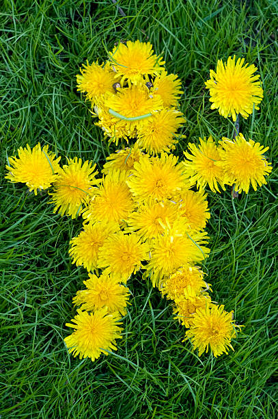 Dandelion Man - Symbol of Spring and Summer. stock photo