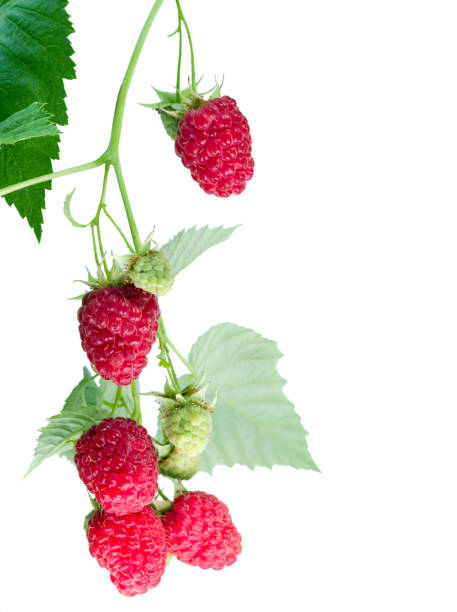 Ripe and immature raspberries on a branch.