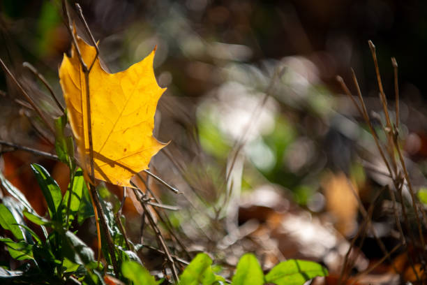 złoty jesienny liść - 3622 zdjęcia i obrazy z banku zdjęć