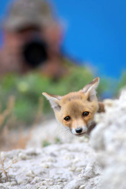 Red Fox