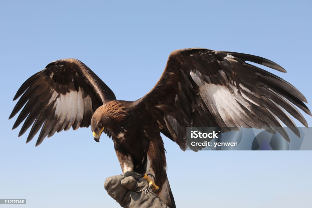 Mongolian Eagle Extending Wings Mongolian Eagle Standing on a Glove Eagle - Bird Stock Photo