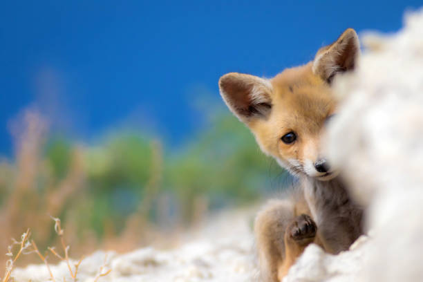two cute european red fox siblings standing at the entrance of the den ( Vulpes, baby wild animals )