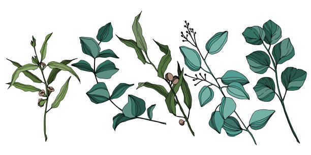 illustrazioni stock, clip art, cartoni animati e icone di tendenza di foglie di albero di eucalipto vettoriale. arte dell'inchiostro inciso in bianco e nero. elemento illustrativo isolato dell'eucalipto. - eucalyptus eucalyptus tree leaf tree