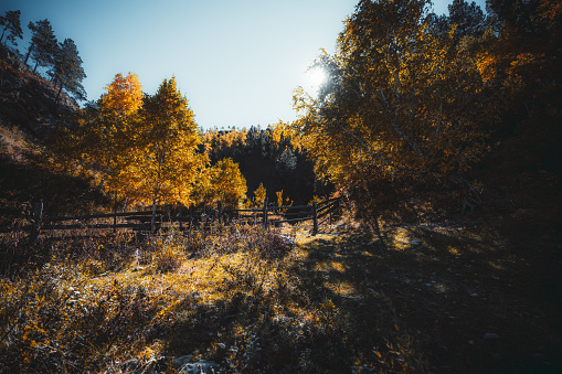 Wide-Angle autumn scenery in Altai mountains of Russia, with a wooden hedge surrounded by yellowed trees; a stunning fall landscape with old fencing and hills around overgrown with birches