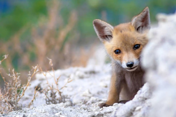 istock Cute Fox and its nest. Colorful nature Background. 1189799092