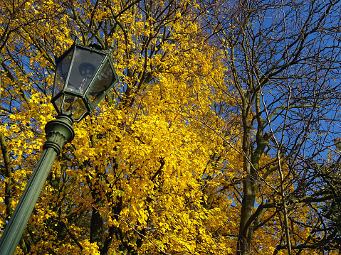 A photo shot, done in mid November 2019, in Dusseldorf, Germany. Here is depicted the intense and rich colorfulness of the Autumn season and the contrast it makes with the urban environment: In the natural form, in the tree foliage, with its wonderful yellow and golden tinges, in the sky, with tinges of blue or grey, the grass green; In the urban gear/facilities, with its vibrant red and white or the more discrete cyan and Metallic green tinges.
