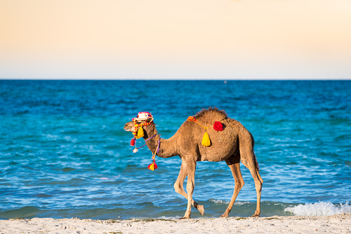 Young decorated camel walking alone on the beach at sunny day