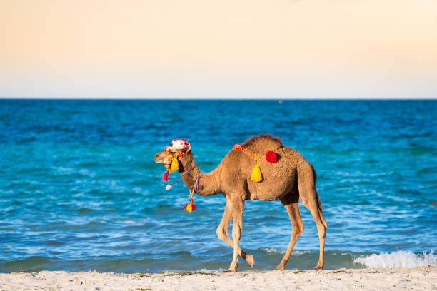 Young camel walking on the beach Young decorated camel walking alone on the beach at sunny day djerba stock pictures, royalty-free photos & images