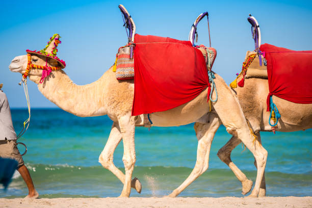 istock Decorated camels riding on the beach 1189802816