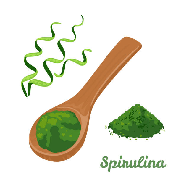 ilustrações, clipart, desenhos animados e ícones de pó de espirulina na colher isolada no fundo branco. vector ilustra blue-green alga spirulina em estilo plano de desenho animado. suplemento dietético. - powder blue illustrations