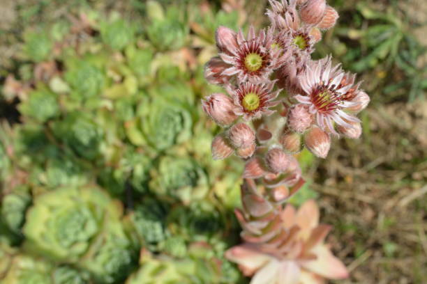 istock flowers of grassed plant 1189802922