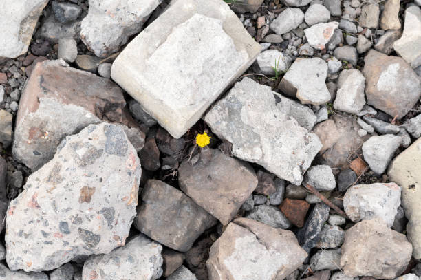 istock A growing flower through the stones. A flower surrounded by stones. 1189802973