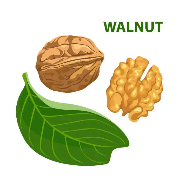 Vector illustration of Walnut with leaf isolated on white background. Color image for template label, packing and emblem farmer market design. Vector illustration in cartoon flat style.