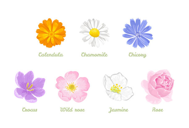 ilustrações, clipart, desenhos animados e ícones de jogo das flores isoladas no fundo branco. ilustração do vetor da camomila, calêndula, chicória, jasmim, rosa, açafrão, rosa selvagem no estilo liso dos desenhos animados. cabeças de flor únicas. - pink rose flower color image