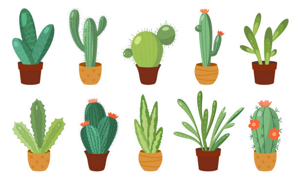 illustrations, cliparts, dessins animés et icônes de ensemble de cactus de dessin animé. ensemble vectoriel de cactus et d'aloès lumineux. fleurs colorées et lumineuses de cactus d'isolement sur le fond blanc - juicy