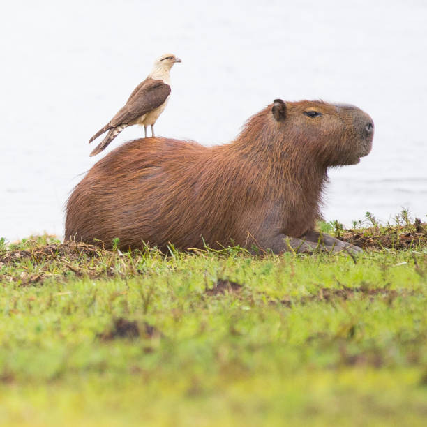 istock The capybara and The yellow-headed caracara 1189804267
