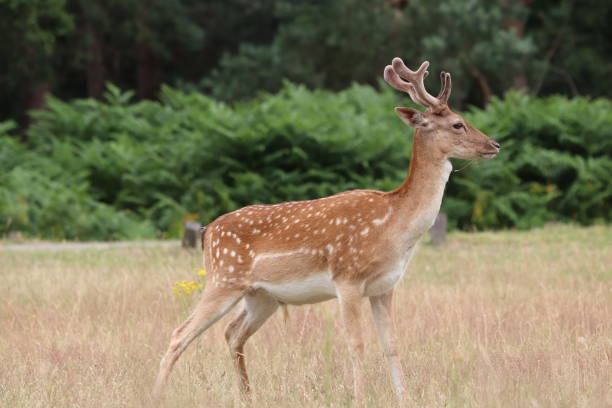 istock Deer doe fawn looking in distance 1189804397