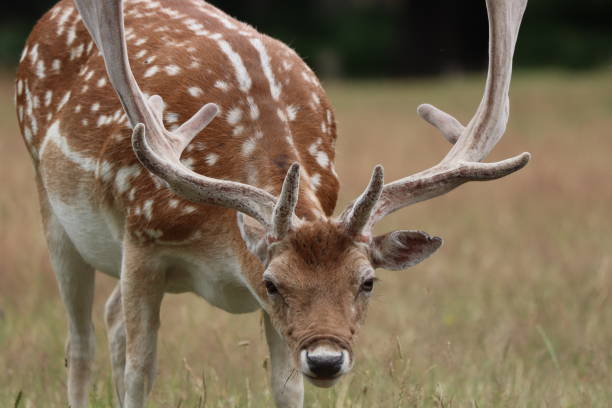 istock Deer doe fawn looking at camera Richmond park uk 1189804489