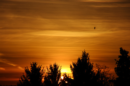 Passing pigeon in silhouette at sunrise