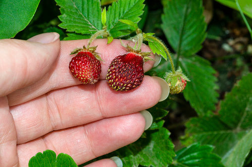 On the female hand are two wild large berries of red ripe wild strawberries on a twig