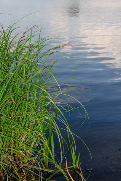 istock Green tall grass grows in front of a pond 1189806633