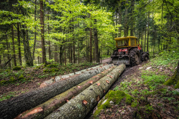 Rear view photo of a tractor dragging big tree logs out of a forest.