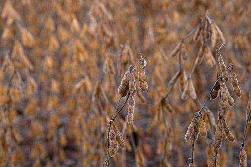 These are soybeans ready for harvest on the Maryland eastern shore in case you wonder what they look like, the reaper will be along shortly folks