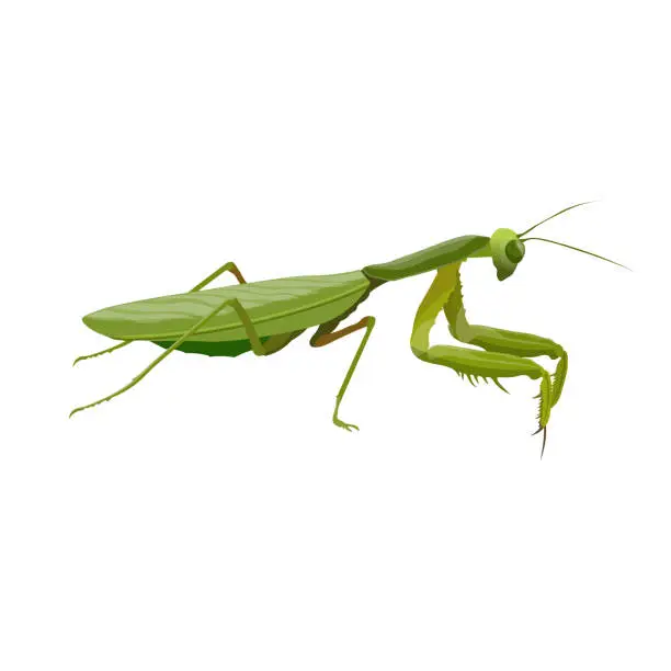 Vector illustration of Praying mantis predatory insect vector realistic illustration