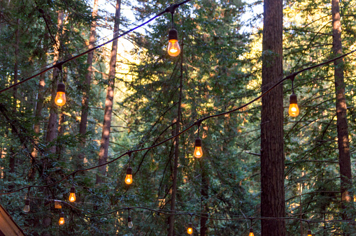 These towering redwoods are part of a grove of tall trees growing in a forest outside of the city of Santa Cruz, California.  A string of lights are hanging between the trees.