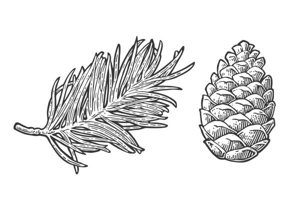 illustrations, cliparts, dessins animés et icônes de cône de pin et branche de sapin. illustration de gravure noire de cru de vecteur. - pine tree pine cone branch isolated