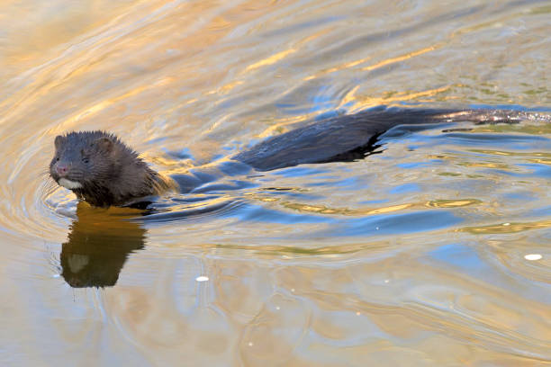 Mink in river American mink looking for prey as it swims in a Connecticut river american mink stock pictures, royalty-free photos & images