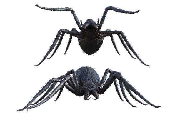 istock Set of giant monster spiders isolated on white, 3d render. 1189811390