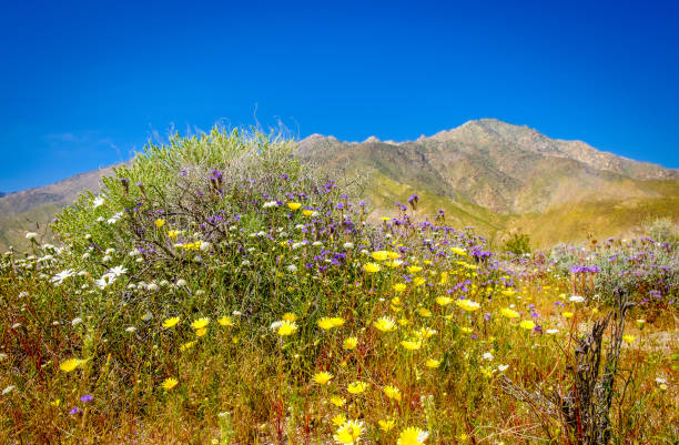istock Anza-Borrego Park-Flowers 1189813827