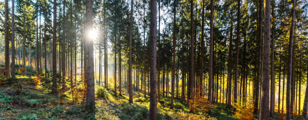istock Silent Forest in golden autumn with beautiful bright sun rays 1189814841