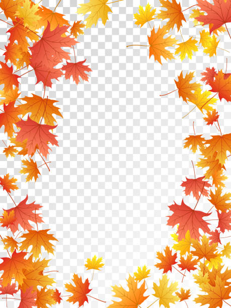 단풍 나무 잎 벡터 일러스트 투명 한 배경에 단풍 10월에 대한 스톡 벡터 아트 및 기타 이미지 - 10월, 11월, 9월 -  Istock
