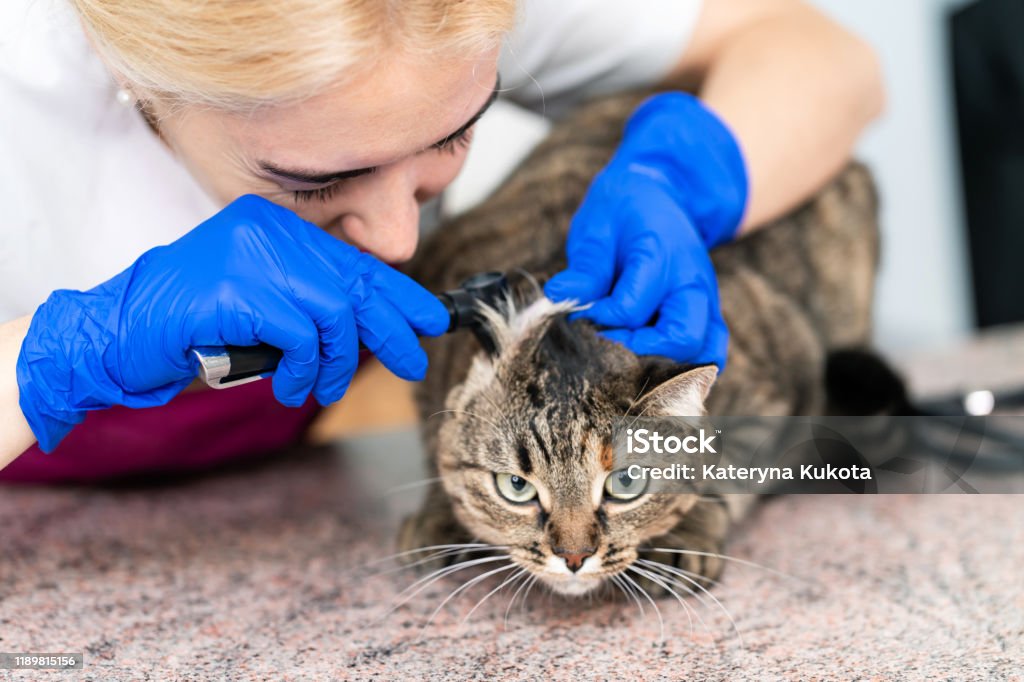 fup hul Korn Ung Vacker Flicka En Veterinär Undersöker En Kattens Öron Med Ett Otoskop  Katten Är Inte Lycklig-foton och fler bilder på Akademikeryrke - iStock