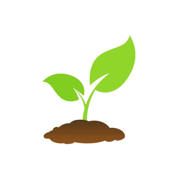 ilustrações, clipart, desenhos animados e ícones de a árvore que cresce da semente é uma árvore grande com cor verde e os seedlings crescem em uma árvore grande. ilustração do vetor - seedling dirt spring water