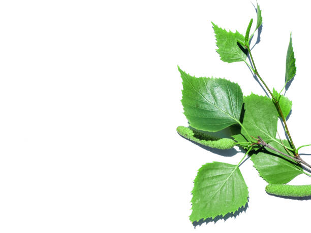 istock Little green cucumber branch with leaf isolated on white 1189815856