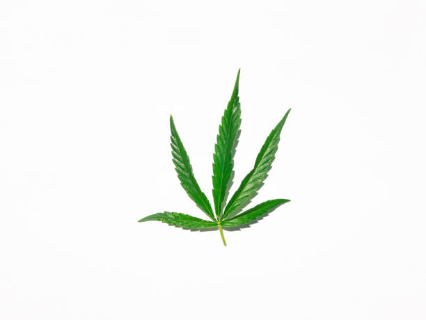 istock Green cannabis leaf isolated on white close up 1189815859
