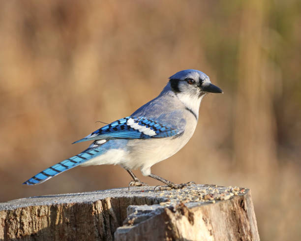 istock Blue Jay on a tree in the morning light 1189815888