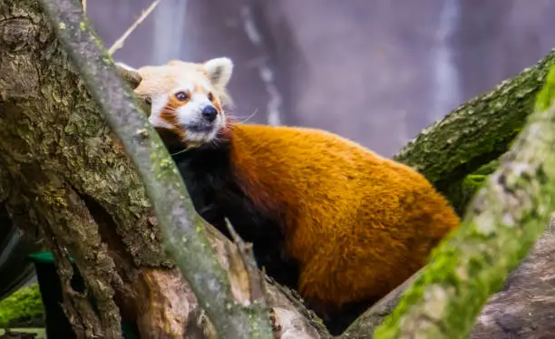 Photo of red panda laying in a tree in closeup, Endangered animal specie from Asia