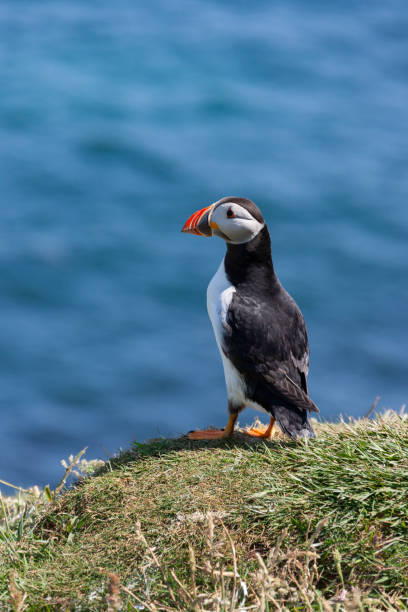 istock Puffin (Fratercula arctica) - Island of Lunga - Scotland 1189818213