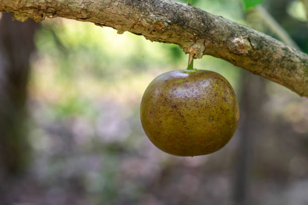 Closeup of Star Apple at Mr. Kiet Historic House, Cai Be, Vietnam. Cai Be, Mekong Deltal, Vietnam - March 13, 2019:  Closeuo of green-brown star apple hanging from branch of tree in garden of Mr. Kiet his historic house. chrysophyllum cainito stock pictures, royalty-free photos & images