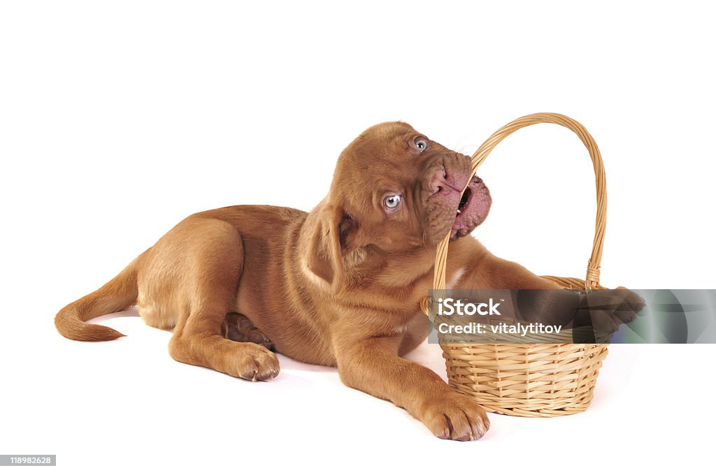 子犬が、バスケット - イヌ科のロイヤリティフリーストックフォト