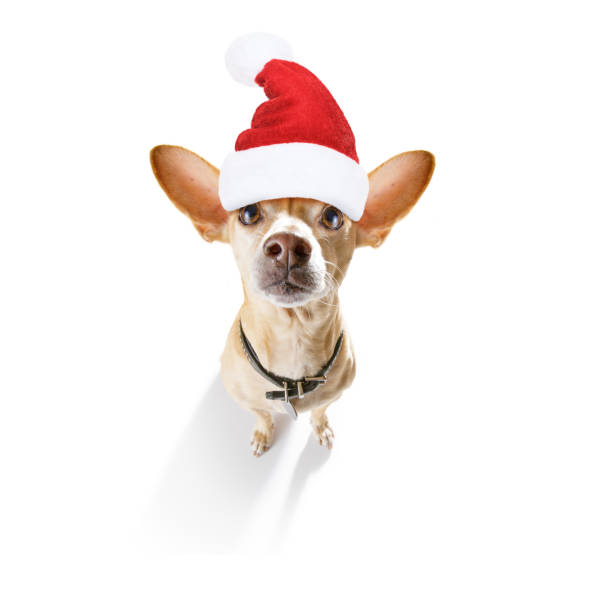 istock christmas santa claus dog 1189827383