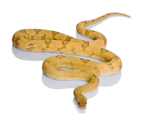 istock Front view of Trans-Pecos rat snake,  slithering 118982788