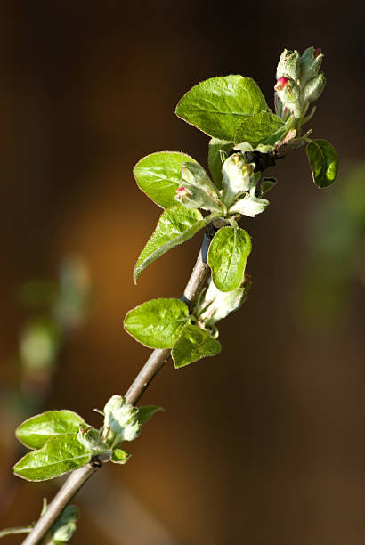 Apple branch stock photo