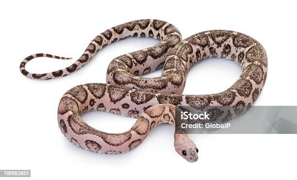 Vista De Alto Ángulo De Scaleless Serpiente Del Maíz Foto de stock y más banco de imágenes de Serpiente